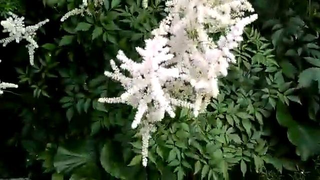 #astilbe #дача #астильбы #астильбарий / Астильбы(лат.astilbe). Созданием роскошного астильбария смотреть онлайн