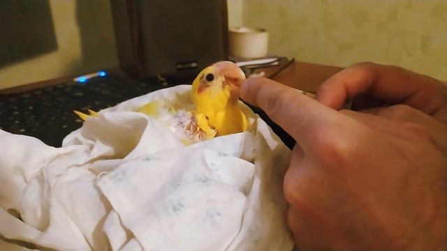 Кушать кашу попугаю смотреть онлайн