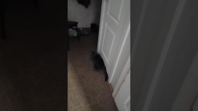 Мышуля бесится и играет с мамкой #котики #кот смотреть онлайн
