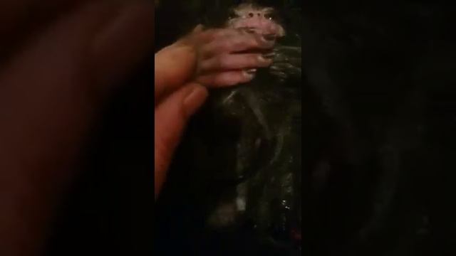 ДОМОВОЙ ПОЙМАН!!! Шок!!! 18+ смотреть онлайн