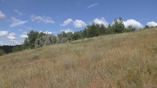 Нагонка русской гончей#2