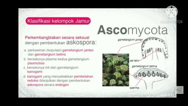 Siklus Hidup Ascomycota Dan Basidiomycota || Protista Dan Fungi