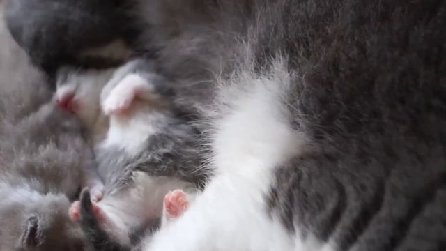 Котята открыли глазки! 11 дней после рождения смотреть онлайн