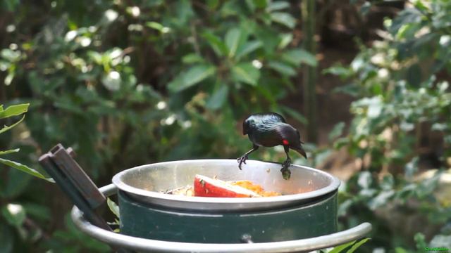 Металлический аплонис - Aplonis metallica смотреть онлайн