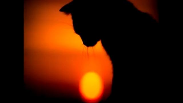 Почему говорят, что у кошки 9 жизней? смотреть онлайн