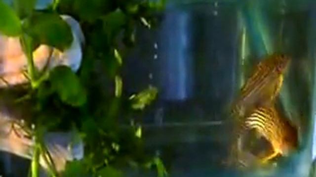 Corydoras Sterbai. Aquarium spawn. смотреть онлайн