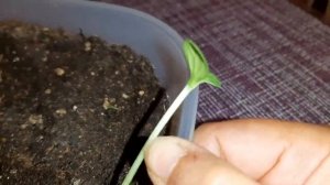 Выращивание арбуза,сорт Скорик