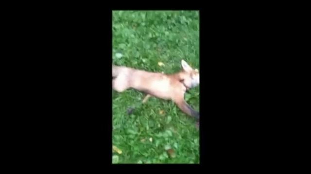 Ловля лисы (часть 2) смотреть онлайн