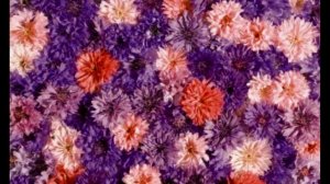 Хорошо, когда вместе в общенье