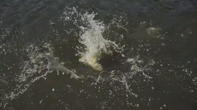 Big Seabass strike! BONE Shore Barrage BSB762ML Two Piece Rod смотреть онлайн