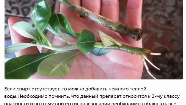 Самые популярные стимуляторы корнеобразования для комнатных растений Виды и способы применения смотреть онлайн