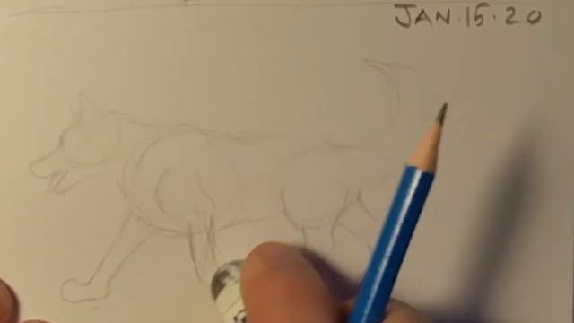 Day 15 Wolf Sketch смотреть онлайн