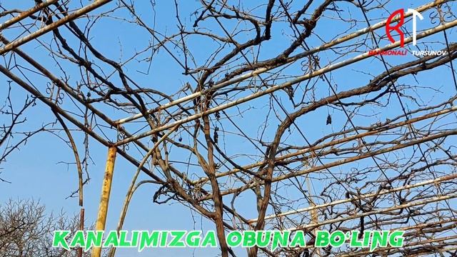 DAXSHAT NAVES 5 yilda CHIRIB TUGADI ДАХШАТ НАВЕС 5 йилда ЧИРБ ТУГАДИ @raxmonalitursunov смотреть онлайн