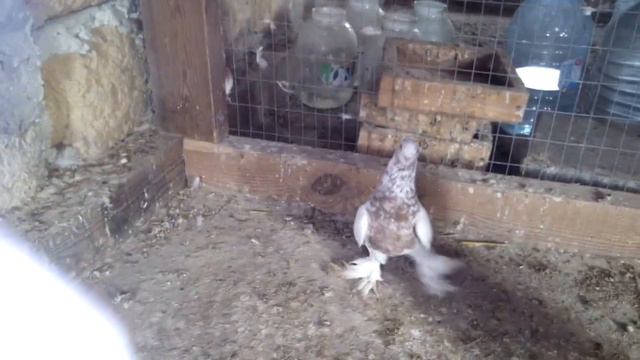 пара (андрей саратов.) смотреть онлайн