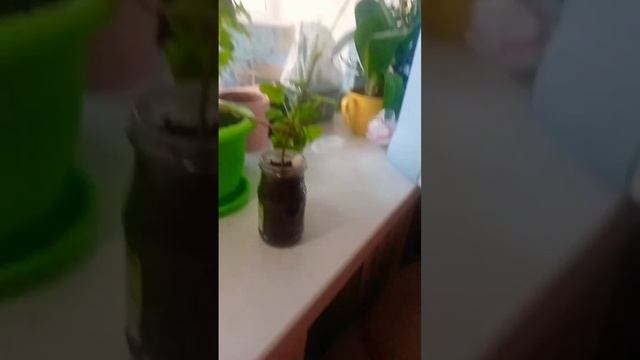 дерево: сирень 4 часть смотреть онлайн