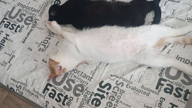 Кузя и девочка смотреть онлайн