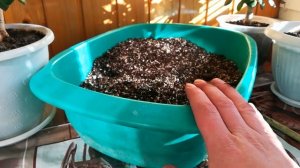 Новый грунт для Крассулы(толстянка,денежное дерево) с добавлением яичной скорлупы 2022