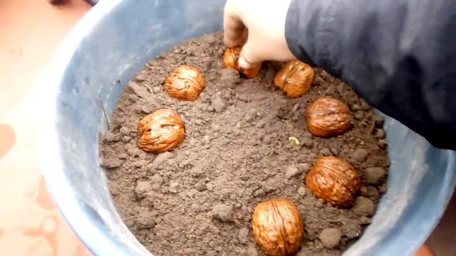 Посадка грецького горіха смотреть онлайн