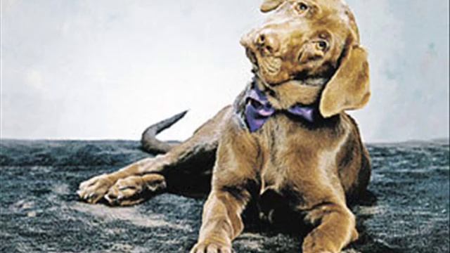 Labrador Retriver (Лабрадор Ретривер) смотреть онлайн