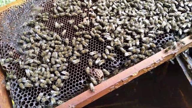 Почему необходимо делать осеннюю ревизию и собирать гнезда в зиму! И такое бывает. смотреть онлайн