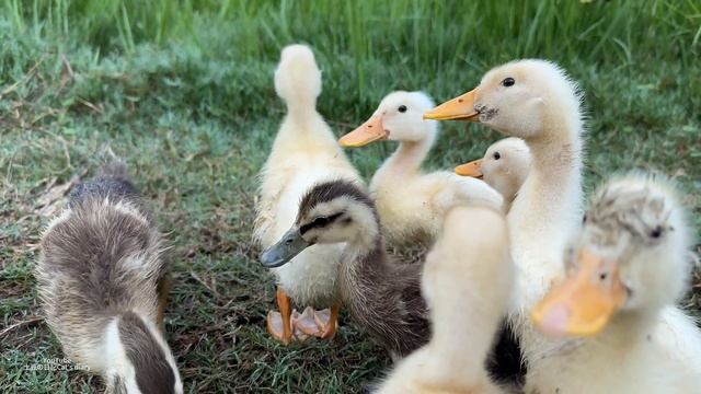 The Kitten Is So Awesome That He Tamed A Group Of Ducklings!The Duckling Has Grown Up Again