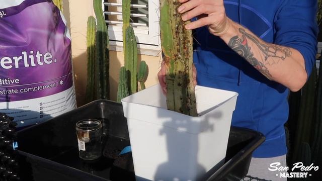 Saving the Floppy Bolivian Torch Cactus - Trichocereus Bridgesii смотреть онлайн