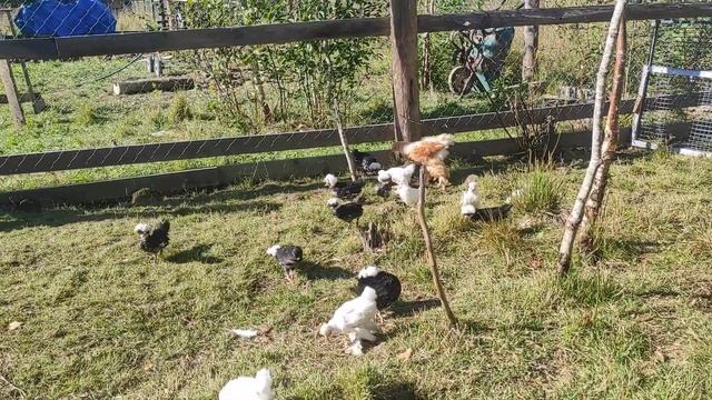 Цыплята Голландской хохлатой и Султанки смотреть онлайн