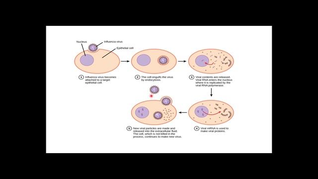 L1.15: Immunology; Pathogen Recognition by the Host Immune System (Part 2) смотреть онлайн