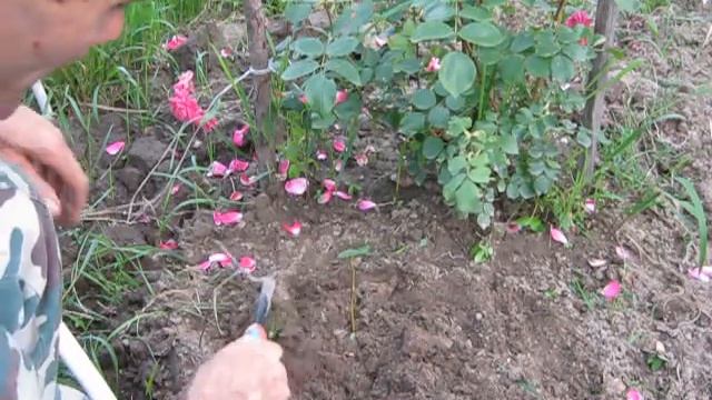 розы. размножение черенками. смотреть онлайн