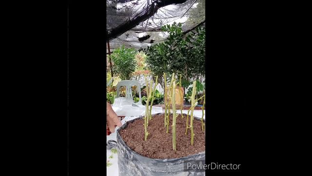 How to propagate bougainvillea смотреть онлайн