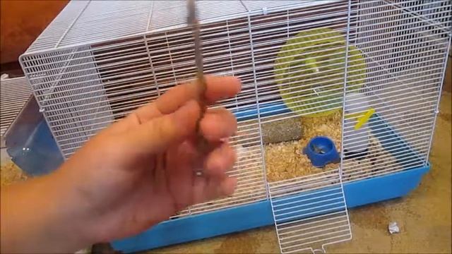 Правильное содержание Сирийских хомяков смотреть онлайн