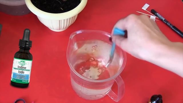 Твоя Герань будет пышно цвести круглый год - Уход за геранью в домашних условиях | Я знаю