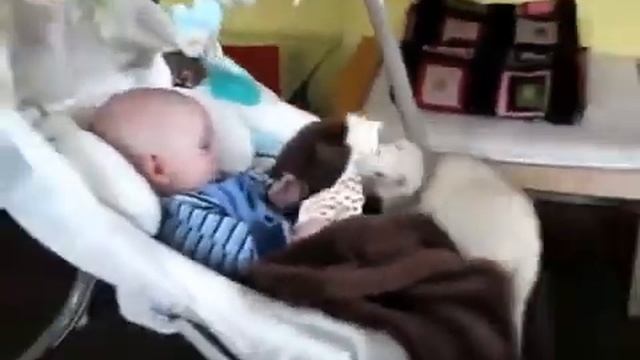 Хорек отобрал игрушку у ребенка смотреть онлайн