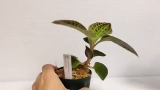 Mac sanderiana x Mac.petola смотреть онлайн