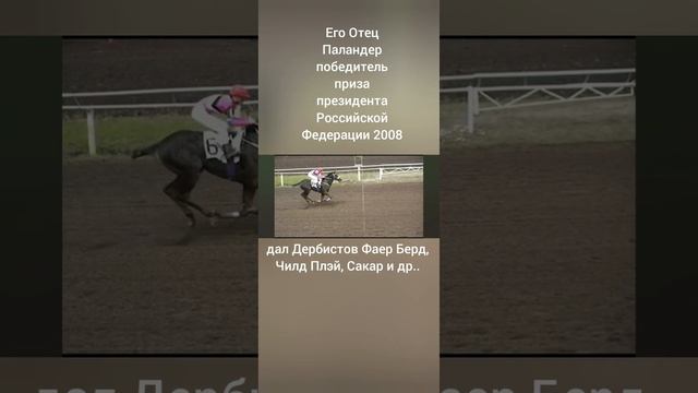 Продаётся Чистокровный Английский Жеребец 2022гр От (Лемон Парка-Мисс Каролина).. смотреть онлайн