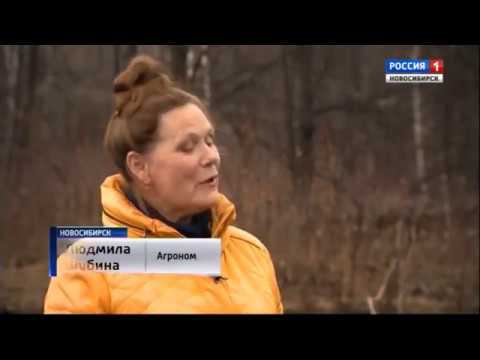 Весенняя подкормка плодово ягодных культур. Шубина Людмила Николаевна. Сад Шубиной. смотреть онлайн