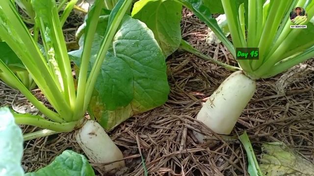 Episode03 #Taiwan_Pak_Choi #Winged_Bean #White_Radish #Cauliflower #Phti_Doung / Seeds to Harvest смотреть онлайн