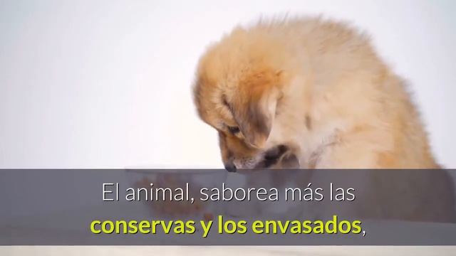 Los Alimentos Preferidos de los Perros ?. смотреть онлайн