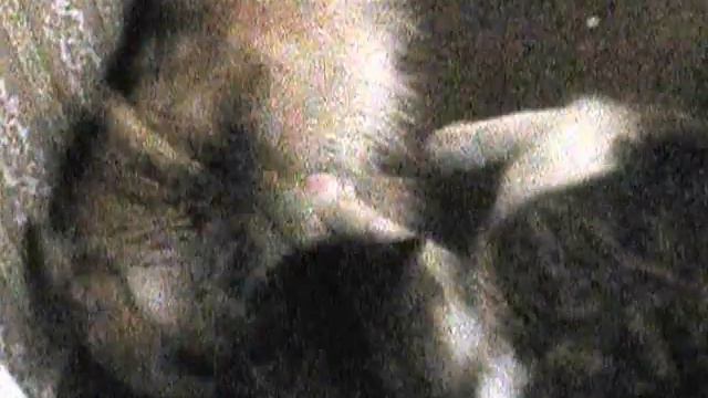 бои без правил. легчайший вес. смотреть онлайн