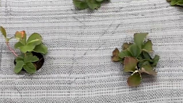 Осенняя высадка клубники/ Скоро морозы #клубнника смотреть онлайн