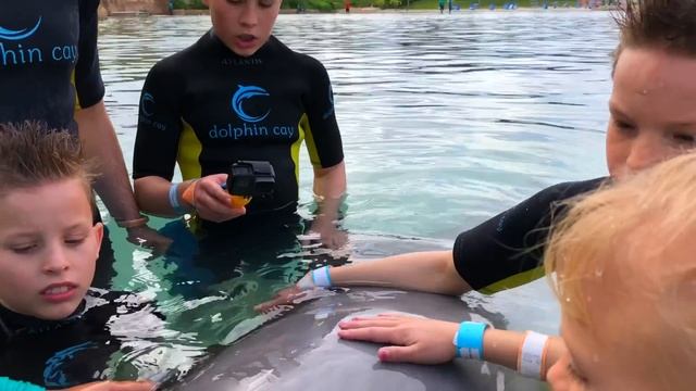 We Played and Swam with Dolphins (Bahamas) II Ninja Kidz TV смотреть онлайн
