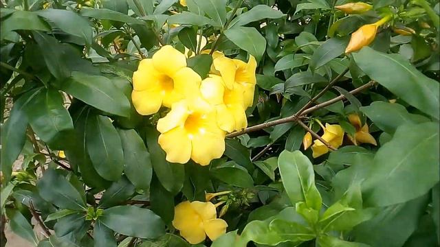 How to grow yellow trumpet flower tree смотреть онлайн