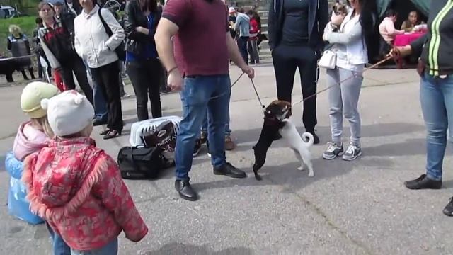 Никополь Выставка собак Черная немецкая овчарка Маленькие собачки резвятся смотреть онлайн