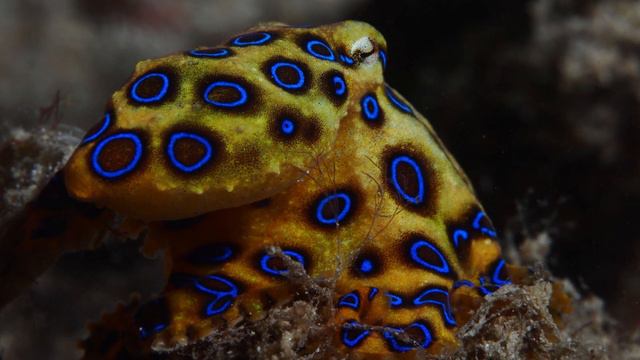 Okyanusların En Tehlikeli 13 Korkunç Yaratığı! | Belgesel | Hayvan Belgeseli | Derin Okyanus | Gize