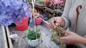 Поработаем с КАМПАНУЛОЙ!