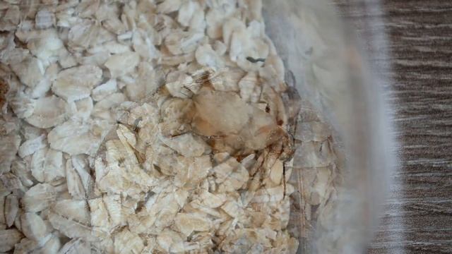 Превращение личинки в жука(жук-личинка)/Transformation of a larva into a beetle смотреть онлайн