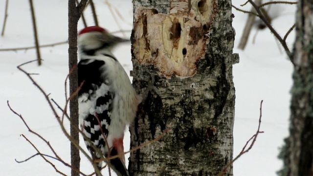 Самка и Самец Белоспинного дятла, White-backed Woodpecker смотреть онлайн