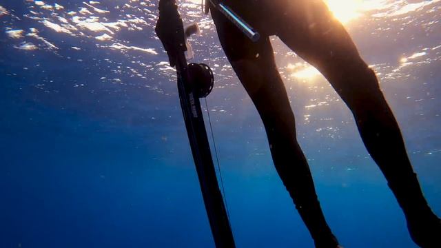 Diving with GIANT SHARKS, FISH & SEA TURTLE | Spearfishing VLOG Part 3 смотреть онлайн