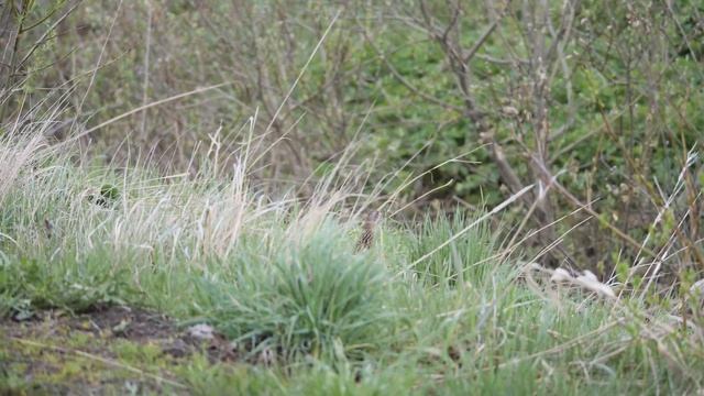 Коростель (голос) смотреть онлайн