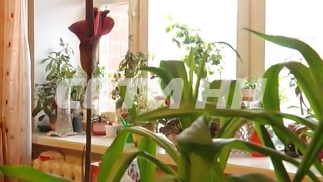 Самый вонючий в мире цветок сделал подарок хозяйке к 8му марта. смотреть онлайн